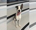 Small Catahoula Leopard Dog