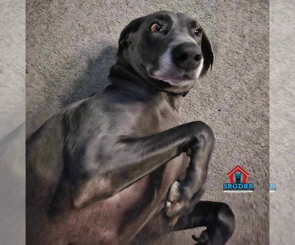 Medium Photo #20 Great Dane Puppy For Sale in Bullard, TX, USA