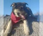 Small Photo #4 German Shepherd Dog-Siberian Husky Mix Puppy For Sale in GARNETT, KS, USA