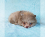 Small #15 Pomeranian