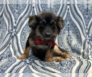Chihuahua Puppy for sale in LAKELAND, FL, USA