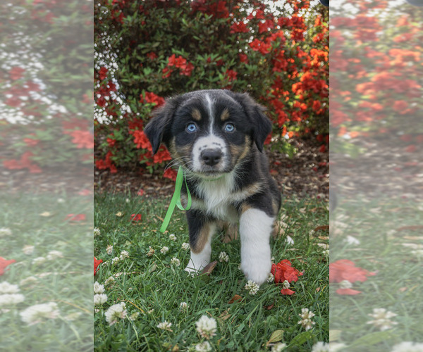 Medium Photo #1 Australian Shepherd Puppy For Sale in ASHEBORO, NC, USA
