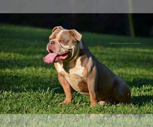 Medium Photo #1 Olde English Bulldogge Puppy For Sale in BREMEN, GA, USA