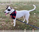 Whitney - Female Labrador Retriever-Unknown Mix Dog for Adoption - Small photo