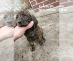 Small Photo #9 Plott Hound Puppy For Sale in MIDVALE, UT, USA