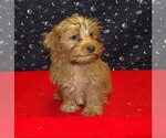 Small Photo #9 Yo-Chon Puppy For Sale in PATERSON, NJ, USA