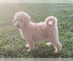 Small Photo #10 Labradoodle Puppy For Sale in CANON, GA, USA