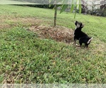 Small Photo #5 Shiba Inu Puppy For Sale in MERRITT IS, FL, USA