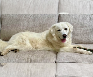 Great Pyrenees Dogs for adoption in Dana Point, CA, USA