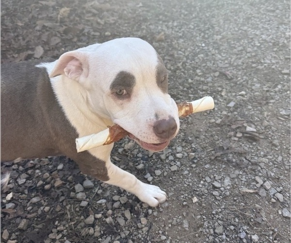 Medium Photo #2 American Pit Bull Terrier-American Staffordshire Terrier Mix Puppy For Sale in RINGGOLD, GA, USA
