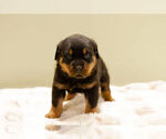 Small Photo #8 Rottweiler Puppy For Sale in NAPPANEE, IN, USA