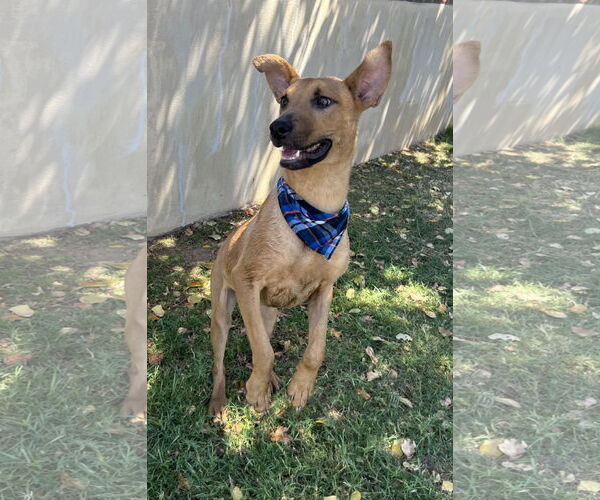 Medium Photo #4 Labrador Retriever-Rhodesian Ridgeback Mix Puppy For Sale in Phoenix, AZ, USA