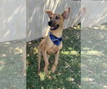 Small #3 Labrador Retriever-Rhodesian Ridgeback Mix