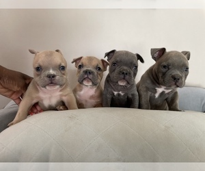 American Bully Puppy for sale in ROSEVILLE, MI, USA