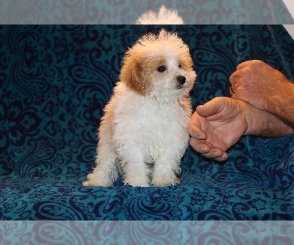 Medium Photo #21 Goldendoodle (Miniature) Puppy For Sale in DYERSBURG, TN, USA