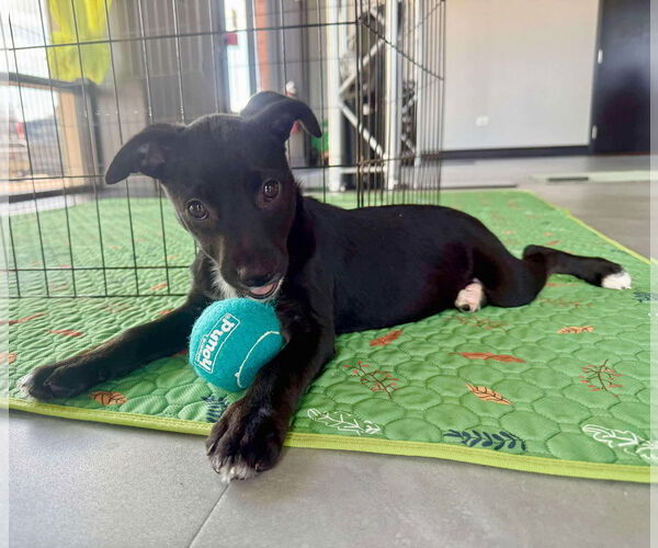 Medium Photo #7 Jack Russell Terrier Puppy For Sale in GILBERTS, IL, USA
