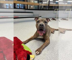 American Bulldog-Unknown Mix Dogs for adoption in Toronto, Ontario, Canada