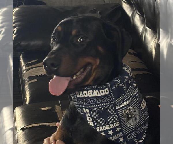 Medium Photo #1 Rotterman Puppy For Sale in San Antonio, TX, USA