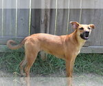 Small Photo #5 Mutt Puppy For Sale in Jackson, MS, USA