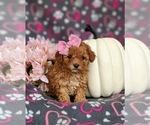 Small Photo #5 Poodle (Toy) Puppy For Sale in ELKTON, MD, USA