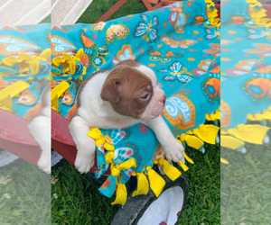Medium Boston Terrier