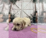 Small Photo #16 English Cream Golden Retriever Puppy For Sale in BUSHNELL, FL, USA