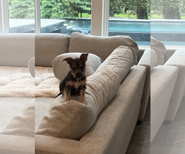 Medium Photo #2 Mutt Puppy For Sale in The Woodlands, TX, USA