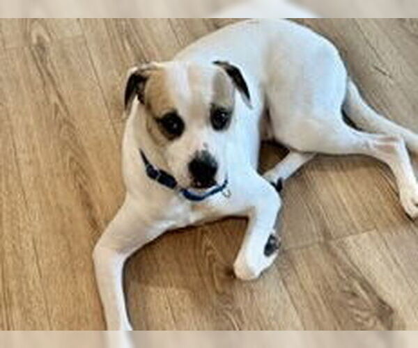 Medium Photo #4 Beagle-Unknown Mix Puppy For Sale in Chandler, AZ, USA