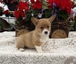 Small #4 Pembroke Welsh Corgi