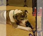 Small #13 American Pit Bull Terrier Mix