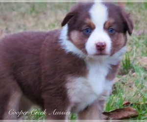 Miniature Australian Shepherd Puppy for sale in SMITHVILLE, AR, USA