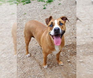 American Pit Bull Terrier Dogs for adoption in Lake City, MI, USA