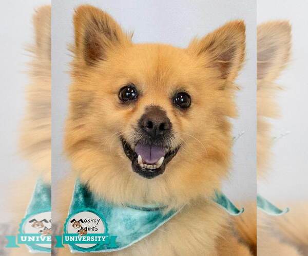 Medium Photo #1 Pomeranian-Unknown Mix Puppy For Sale in Kennesaw, GA, USA