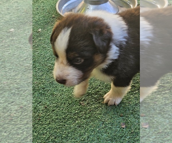 Medium Photo #12 Australian Shepherd Puppy For Sale in NELSON, VA, USA