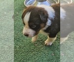 Small Photo #12 Australian Shepherd Puppy For Sale in NELSON, VA, USA
