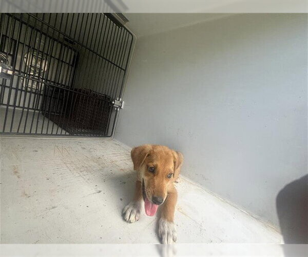 Medium Photo #1 Labrador Retriever-Unknown Mix Puppy For Sale in Houston, TX, USA