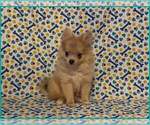 Small #1 Pomeranian