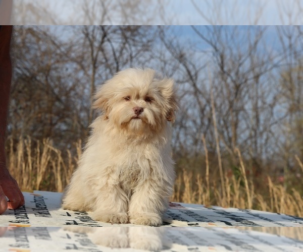 Medium Photo #30 ShihPoo Puppy For Sale in DYERSBURG, TN, USA