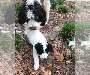 Saint Berdoodle Puppy for sale in JEFFERSON, NC, USA