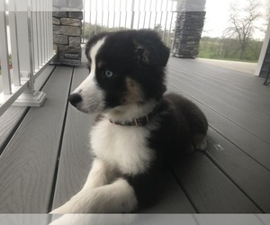 Australian Shepherd Puppy for sale in LODA, IL, USA