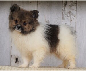 Pomeranian Puppy for sale in FREDERICKSBG, OH, USA