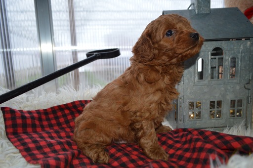 Medium Photo #4 Cavapoo Puppy For Sale in HONEY BROOK, PA, USA