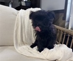 Small #13 YorkiePoo