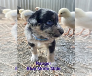 Medium Australian Shepherd
