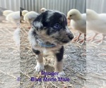 Puppy Ranger Australian Shepherd