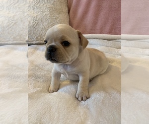 French Bulldog Puppy for sale in JOHNS ISLAND, SC, USA