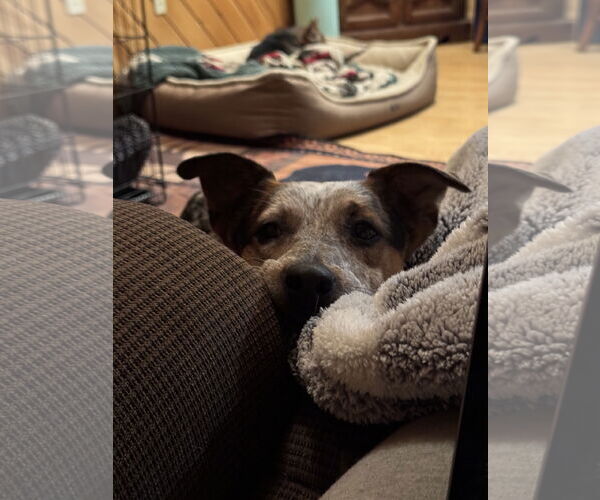 Medium Photo #5 Basset Hound-Unknown Mix Puppy For Sale in Garden City, NY, USA