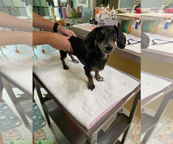 Medium Photo #1 Dachshund Puppy For Sale in Benton, LA, USA