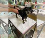 Small Dachshund