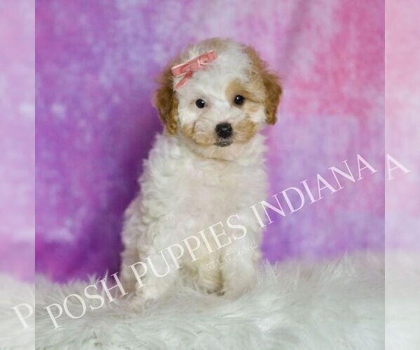Medium Photo #8 Poodle (Toy) Puppy For Sale in WARSAW, IN, USA